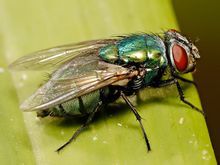 銅綠蠅 銅綠蠅