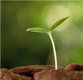 種子計畫[金融服務平台]