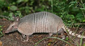 三條紋犰狳 三條紋犰狳