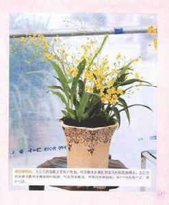 家庭養花肥料從哪裡來? 家庭養花肥料從哪裡來?