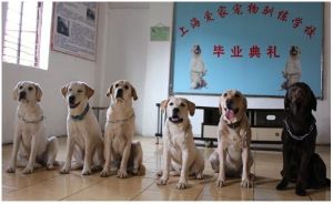 上海愛家寵物訓練學校 上海愛家寵物訓練學校