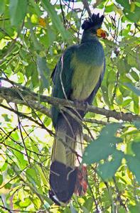 大藍蕉鵑 大藍蕉鵑