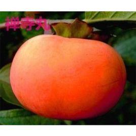 禪寺丸柿 禪寺丸柿