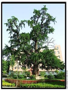 三國古銀杏