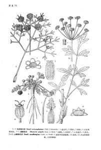 毛序西風芹 毛序西風芹