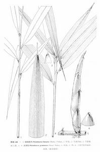 長序當歸 長序當歸