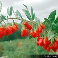 雙瓜糖安膠囊 雙瓜糖安膠囊