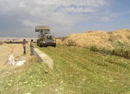 青貯飼料 青貯飼料