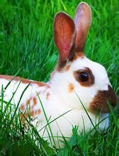 英國斑點兔 英國斑點兔