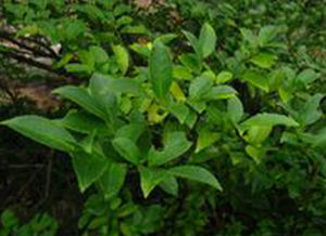 多核冬青 多核冬青