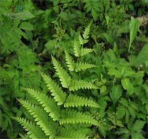 尾頭鳳尾蕨 尾頭鳳尾蕨