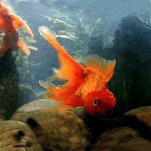 紅高頭龍睛 紅高頭龍睛