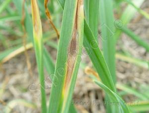 大蒜葉枯病 大蒜葉枯病