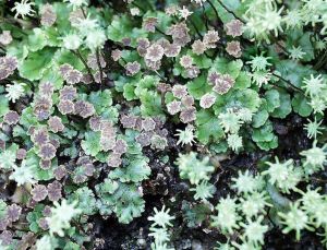 裂瓣地錢 裂瓣地錢