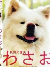 秋田犬蓬夫