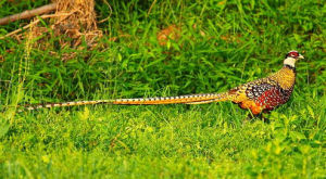 長尾雉屬 長尾雉屬
