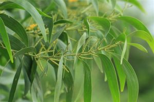 狹葉大鐮刀蘚 狹葉大鐮刀蘚