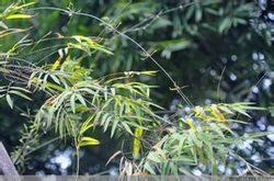 鐮序竹屬 鐮序竹屬