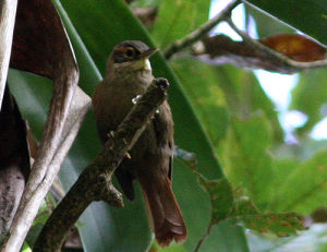 鱗喉拾葉雀 鱗喉拾葉雀