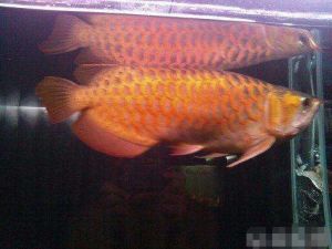 剃刀魚科 剃刀魚科