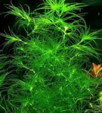 小孔轉板藻 小孔轉板藻