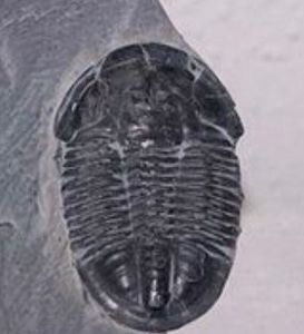 卡爾文蟲 卡爾文蟲