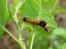 折帶黃毒蛾圖冊