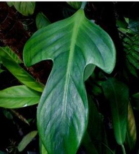 琴葉喜林芋 琴葉喜林芋