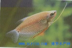 絲足鱸科 絲足鱸科