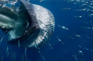 布氏鯨捕食沙丁魚