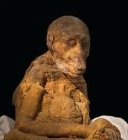 動物木乃伊 動物木乃伊