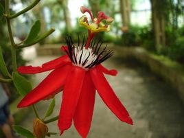 洋紅西番蓮 洋紅西番蓮