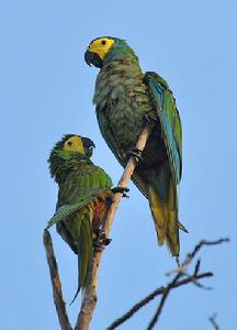 紅腹金剛鸚鵡 紅腹金剛鸚鵡