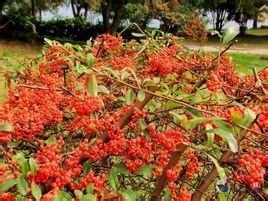 密花火棘 密花火棘