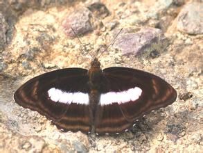 孤斑帶蛺蝶 孤斑帶蛺蝶