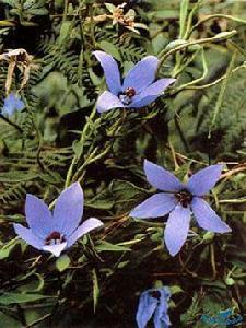 大金線吊葫蘆 大金線吊葫蘆