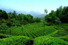 西鄉江塝原生態觀光茶園