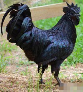 蘭博雞尼 蘭博雞尼