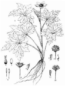 黃花雞爪草 黃花雞爪草