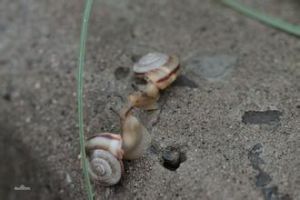 肺螺亞綱 肺螺亞綱