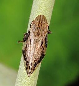 方斑鏟透沫蟬 方斑鏟透沫蟬