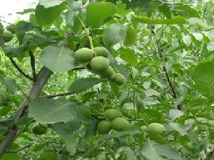 朱家窯村[山西省澤州縣下村鎮下轄村]