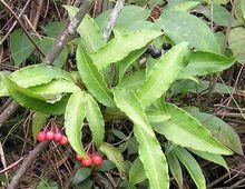 百兩金[紫金牛科植物]