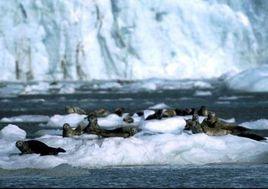 阿拉斯加冰河灣 阿拉斯加冰河灣