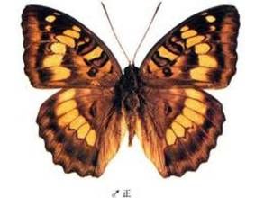 黃翅翠蛺蝶 黃翅翠蛺蝶