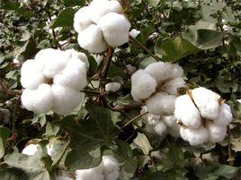 泗雜3號 泗雜3號