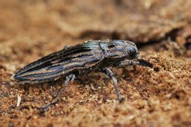 雲南脊吉丁 雲南脊吉丁