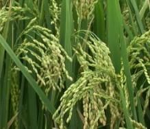 滇超1號 滇超1號