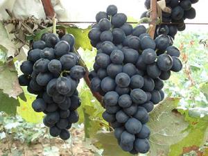 摩爾多瓦葡萄