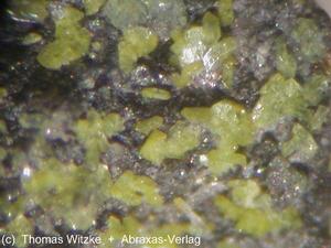 碳鈉鈣鈾礦 碳鈉鈣鈾礦